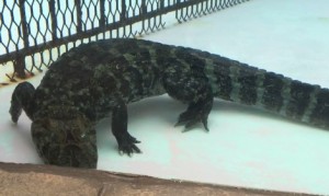 ワニの可愛い生態!ワニが水面から顔を出しているとき水中ではこんな姿勢なんです! ワニの可愛い生態!ワニが水面から顔を出しているとき水中ではこんな姿勢なんです!