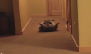 可愛いの極致!アライグマが前転して転がりながら近寄ってくる! 可愛いの極致!アライグマが前転して転がりながら近寄ってくる!