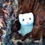 真っ白なオコジョが木の穴から顔を出したり引っ込めたり！ヌイグルミみたいに可愛い冬毛のオコジョ！