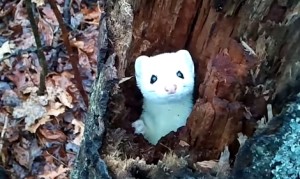 真っ白なオコジョが木の穴から顔を出したり引っ込めたり!ヌイグルミみたいに可愛い冬毛のオコジョ! 真っ白なオコジョが木の穴から顔を出したり引っ込めたり!ヌイグルミみたいに可愛い冬毛のオコジョ!