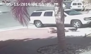 ヒーロー猫!子供を襲う犬を体当たりで撃退した勇気ある猫! ヒーロー猫!子供を襲う犬を体当たりで撃退した勇気ある猫!