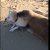 犬と抱擁する野生のアザラシ！フランスの砂浜で出会った２匹！