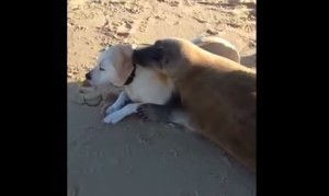 犬と抱擁する野生のアザラシ!フランスの砂浜で出会った2匹! 犬と抱擁する野生のアザラシ!フランスの砂浜で出会った2匹!