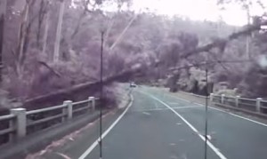 高速道路で危機一髪!暴風で倒れる木の直前で停止したら・・・? 高速道路で危機一髪!暴風で倒れる木の直前で停止したら・・・?