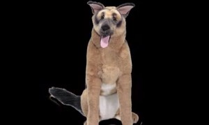 ジャーマン·シェパードの等身大ぬいぐるみに何度でも驚くお母さん! ジャーマン·シェパードの等身大ぬいぐるみに何度でも驚くお母さん!