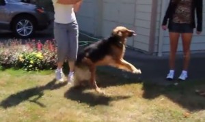 犬、大喜び!長期休暇から戻ってきた飼い主夫婦とご対面の瞬間! 犬、大喜び!長期休暇から戻ってきた飼い主夫婦とご対面の瞬間!