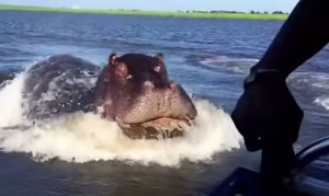 カバがボートを追いかけるスピードが凄い!カバの泳ぐ速さが尋常じゃない速度! カバがボートを追いかけるスピードが凄い!カバの泳ぐ速さが尋常じゃない速度!