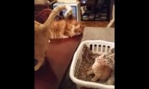 親猫のしっぽを見ていた子猫が催眠術にかかっちゃう! 親猫のしっぽを見ていた子猫が催眠術にかかっちゃう!