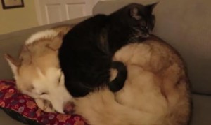 犬の上で眠る猫!猫にベッド扱いされる犬! 犬の上で眠る猫!猫にベッド扱いされる犬!