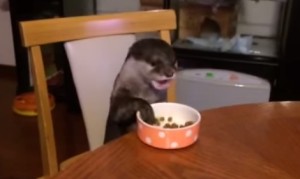 行儀よくゴハンを食べるカワウソ！イスに座ってテーブルでエサを手に取ってイタダキマス！