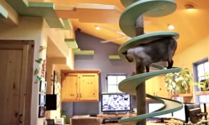 超素敵な猫ハウス！１８匹のニャンコのために400万円でリフォームした家！