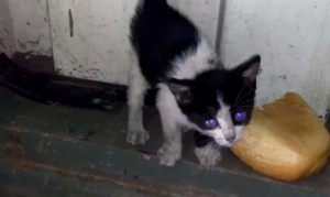 火力発電所で飢えていた子猫が家族の一員になるまで