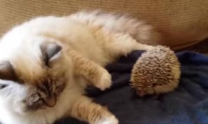 ハリネズミを踏んづけちゃった猫の驚きが可愛い! ハリネズミを踏んづけちゃった猫の驚きが可愛い!