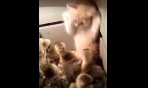 アヒルの子供達にモミクチャにされる子猫 アヒルの子供達にモミクチャにされる子猫