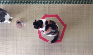 日本発の猫ホイホイ!またもや猫転送装置が流行りだしているらしい! 日本発の猫ホイホイ!またもや猫転送装置が流行りだしているらしい!