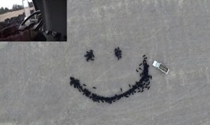 牛アート!トラックを運転するだけで牛の群れを動かしてスマイルマークを作っちゃう職人技! 牛アート!トラックを運転するだけで牛の群れを動かしてスマイルマークを作っちゃう職人技!