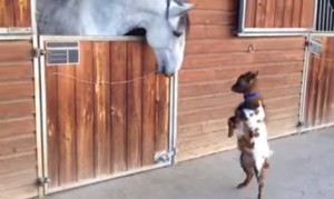 馬が大好きな子ヤギが超可愛い!二本足で立ってピョンピョンと馬に近づく子山羊さん! 馬が大好きな子ヤギが超可愛い!二本足で立ってピョンピョンと馬に近づく子山羊さん!