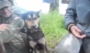 眠たい犬、座ったまま寝る。 眠たい犬、座ったまま寝る。