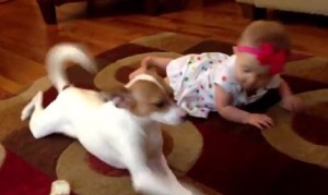 赤ちゃんにハイハイを教えてもらう犬 赤ちゃんにハイハイを教えてもらう犬