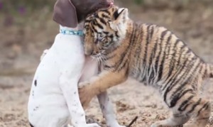 子トラと遊ぶ子犬!ベンガルトラの子供とショートヘアードポインターの子供が仲良し! 子トラと遊ぶ子犬!ベンガルトラの子供とショートヘアードポインターの子供が仲良し!