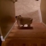 滑りやすい階段を慎重に登る犬