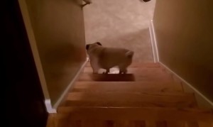 滑りやすい階段を慎重に登る犬 滑りやすい階段を慎重に登る犬