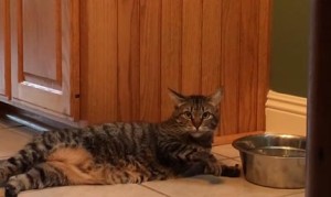 怠惰で横着で怠慢な猫 怠惰で横着で怠慢な猫