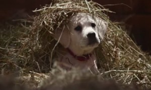 バドワイザーが贈る感動スーパーボウルCM!子犬と馬の友情物語! バドワイザーが贈る感動スーパーボウルCM!子犬と馬の友情物語!