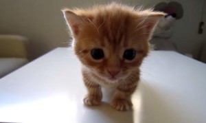 鳴いてた子猫が大人猫に叱られて落ち込んじゃう!テーブルの上で怒られてシュンとなる小猫! 鳴いてた子猫が大人猫に叱られて落ち込んじゃう!テーブルの上で怒られてシュンとなる小猫!