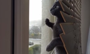 雪を初めて見る子猫 雪を初めて見る子猫