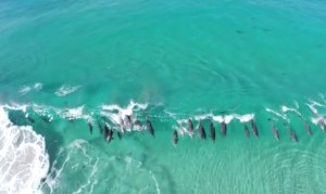 サーフィンを楽しむバンドウイルカの群れを空中から撮影 サーフィンを楽しむバンドウイルカの群れを空中から撮影