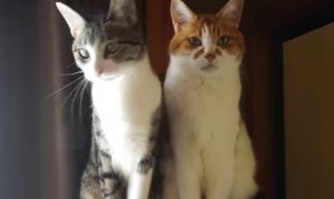 反応する猫しない猫!対照的な二匹の猫が面白すぎる! 反応する猫しない猫!対照的な二匹の猫が面白すぎる!