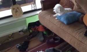 誰が部屋をめちゃめちゃにしたのですか!!ちょっと困っている犬が超面白い! 誰が部屋をめちゃめちゃにしたのですか!!ちょっと困っている犬が超面白い!