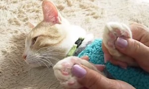 猫の肉球をプニプニとマッサージする動画!肉球の色の秘密も! 猫の肉球をプニプニとマッサージする動画!肉球の色の秘密も!