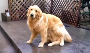 8秒動画!手品をする犬! 8秒動画!手品をする犬!