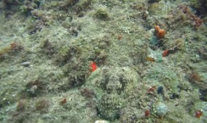 偽装タコさん!海底にカモフラージュしている蛸が分かるかな? 偽装タコさん!海底にカモフラージュしている蛸が分かるかな?