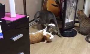 見たことの無い回転をする猫と、回転をさせるネコと、暖をとるネコ! 見たことの無い回転をする猫と、回転をさせるネコと、暖をとるネコ!