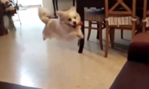 ジャンプしてソファに激突する犬