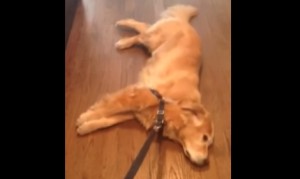 散歩に行きたくない犬