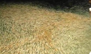 イカ大量発生にも程がある！イカ釣りボートが大量のイカに囲まれる！