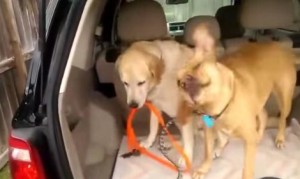 かしこい犬！トランクのドアを閉じることができるようにする！