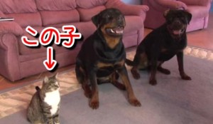 ネコ凄い！犬２匹と同じ芸をする猫！
