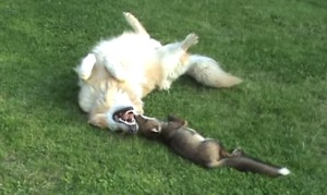 キツネと猟犬!仲良しの子狐と犬が愛らしい! キツネと猟犬!仲良しの子狐と犬が愛らしい!