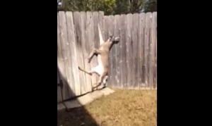 なんでそんな事に!?木の塀の隙間に挟まって立ち往生の鹿を救助! なんでそんな事に!?木の塀の隙間に挟まって立ち往生の鹿を救助!