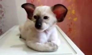 シャムネコアラ現る!?コアラみたいなシャム猫!いや、シャム猫みたいなコアラ? シャムネコアラ現る!?コアラみたいなシャム猫!いや、シャム猫みたいなコアラ?