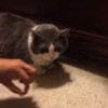 忍者ネコ！ベッドの下から他の猫のオヤツを奪う！