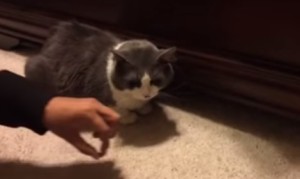 忍者ネコ!ベッドの下から他の猫のオヤツを奪う! 忍者ネコ!ベッドの下から他の猫のオヤツを奪う!