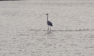 水の上を立ったまま進む鳥!これはサギ、そう鷺です! 水の上を立ったまま進む鳥!これはサギ、そう鷺です!