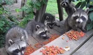アライグマの子供が5匹も!?庭先でキャットフードを夢中で食べる五匹のあらいぐま! アライグマの子供が5匹も!?庭先でキャットフードを夢中で食べる五匹のあらいぐま!