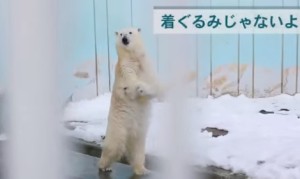 立って歩く白熊！人間っぽくて大人気のホッキョクグマが釧路市動物園に！